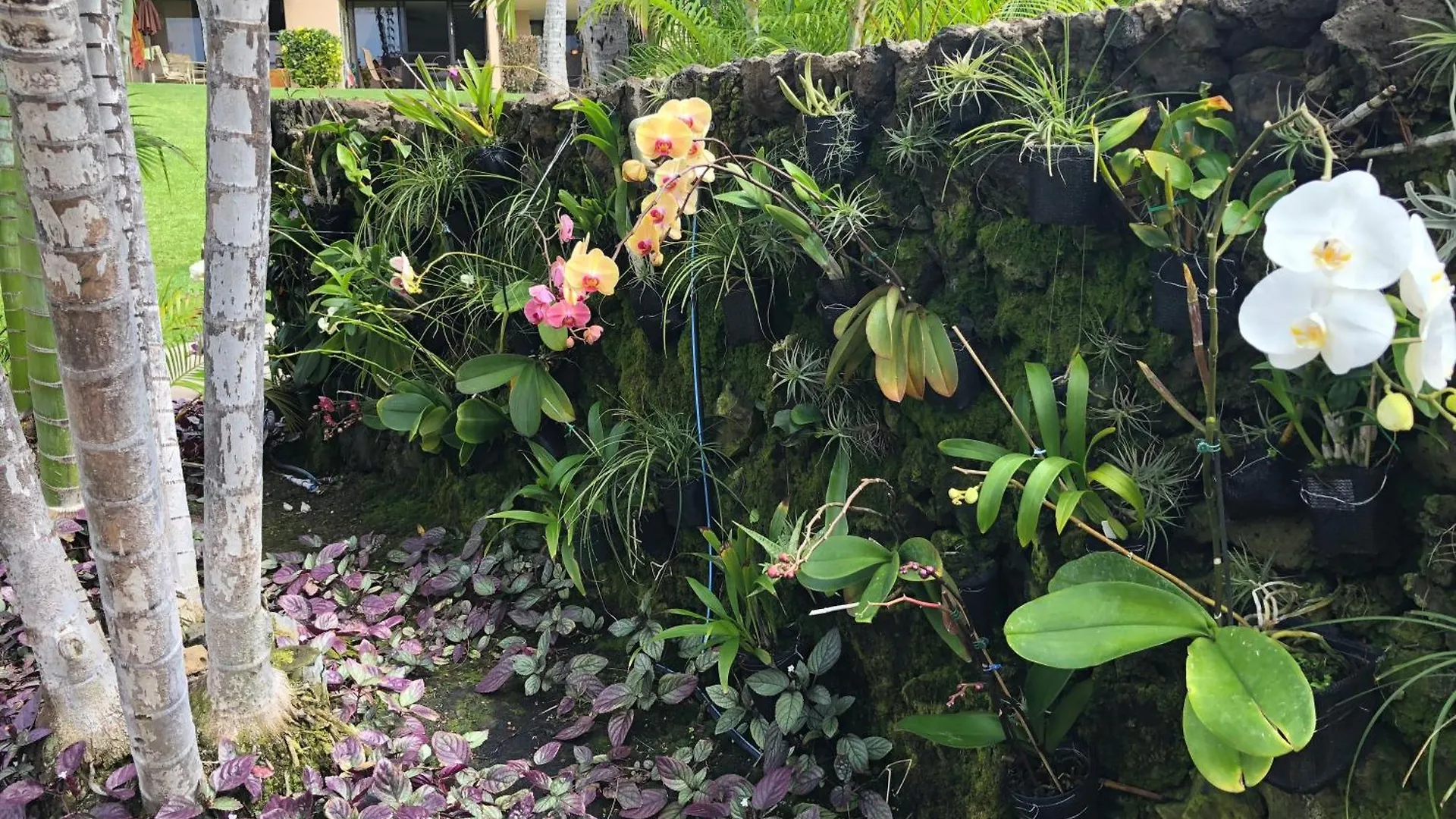 Rear Ocean View 2 Bedroom Single Level Condo At Kamaole Sands 9-305 Wailea  United States